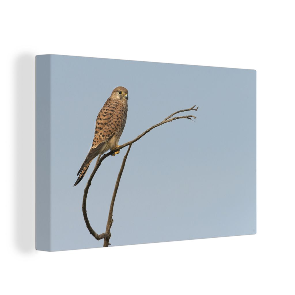 OneMillionCanvasses - Leinwandbilder - 140x90 cm, Vogel - Zweig - Braun, Wandbilder Kunstdruck Wanddekoration