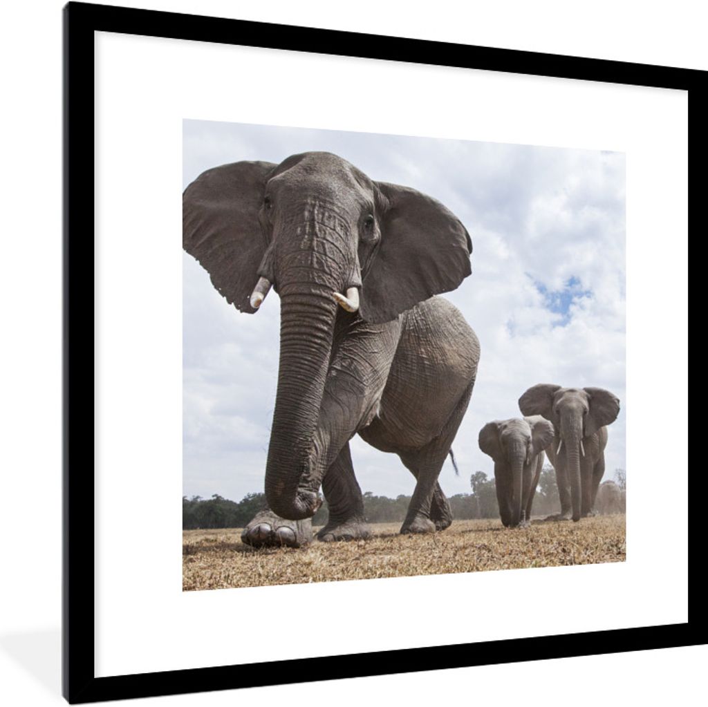 MuchoWow Gerahmtes Poster Elefantenherde 40x40 cm - Poster mit Schwarzem Bilderrahmen Wandposter Rahmen Foto Bilder - Poster - Plakat im Rahmen