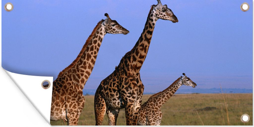 MuchoWow 80x40 cm Outdoor-Poster Gartendeko Sichtschutz Garten Poster für den Garten Drei Giraffen in Kenia
