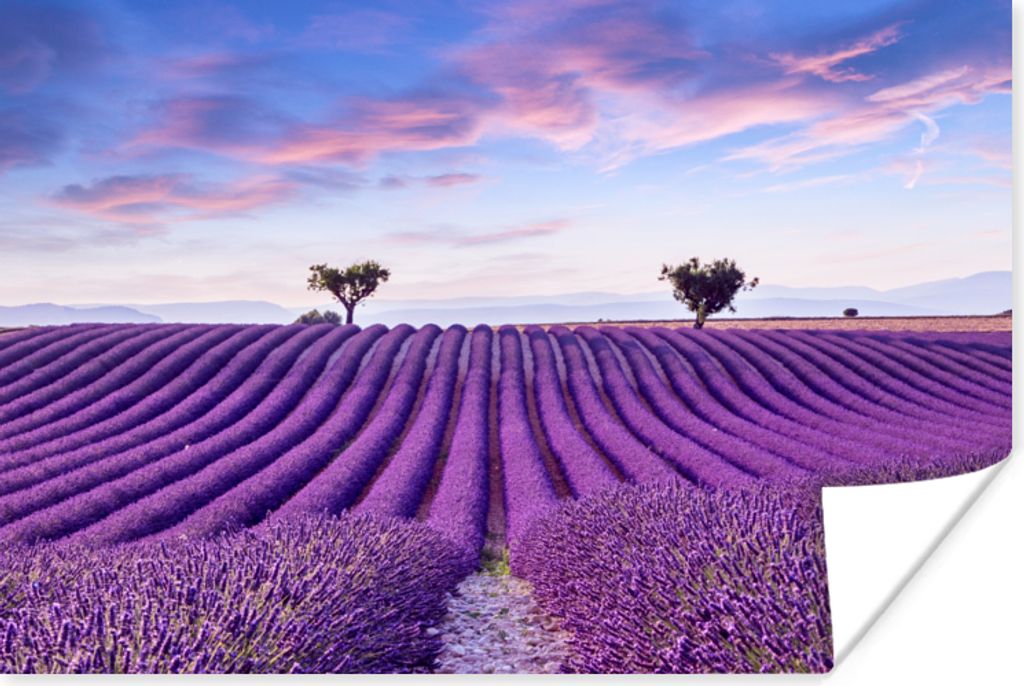 MuchoWow Poster Lavendel - Natur - Lila - Bäume - Blumen 120x80 cm - Bilder
