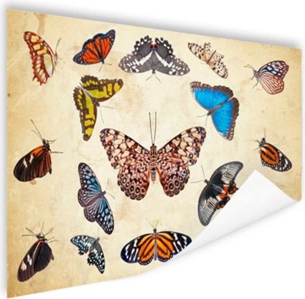 MuchoWow Poster Botanischer Druck Schmetterlinge 160x120 cm - Foto Plakat