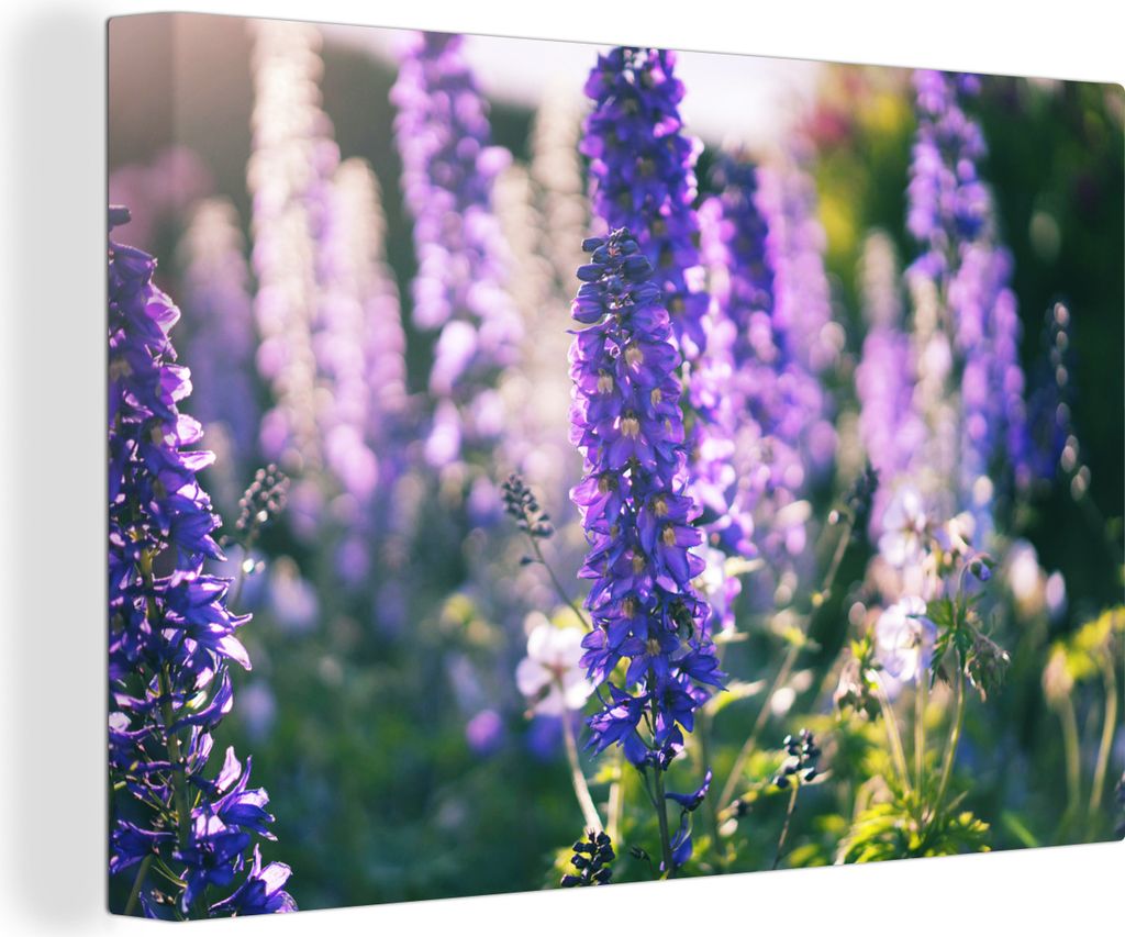 OneMillionCanvasses - Leinwandbilder - 140x90 cm, Wiese mit Hunderten von lila Rittersporn, Wandbilder Kunstdruck Wanddekoration - Foto auf Leinw...