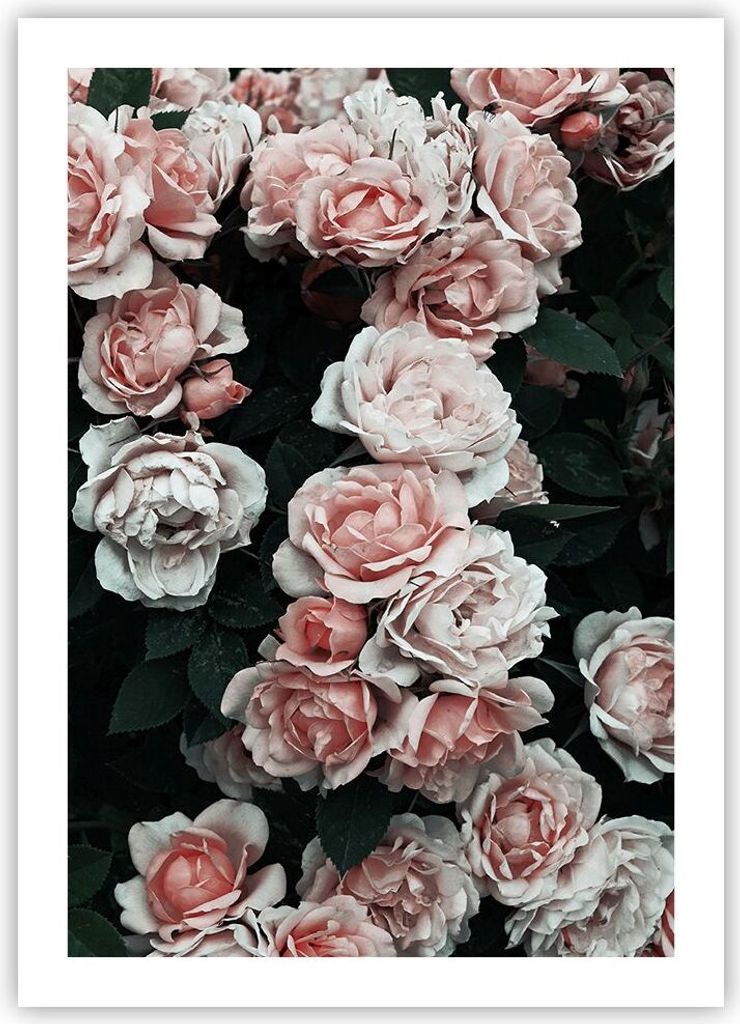 Poster - Poster ohne Rahmen - Rosen Blumen Blätter - 50x70 Produktbild 