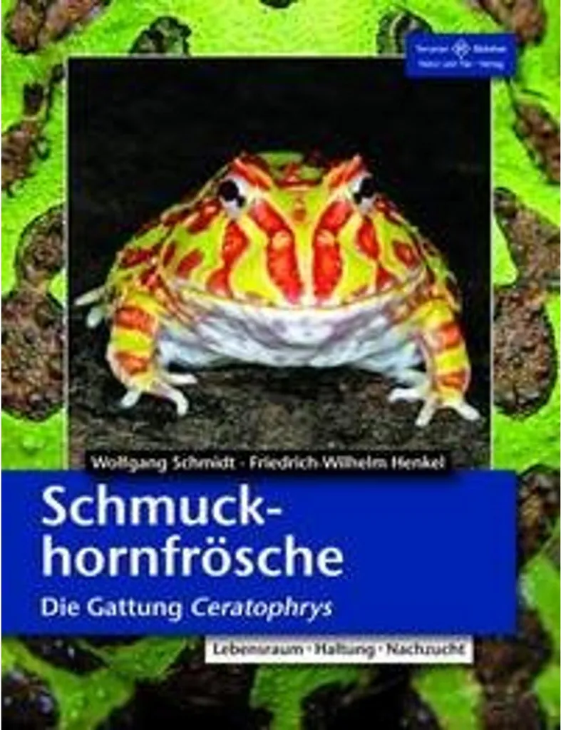 Grenouille Cornue Pacman Ceratophrys avec Couleurs Vives et Cornes