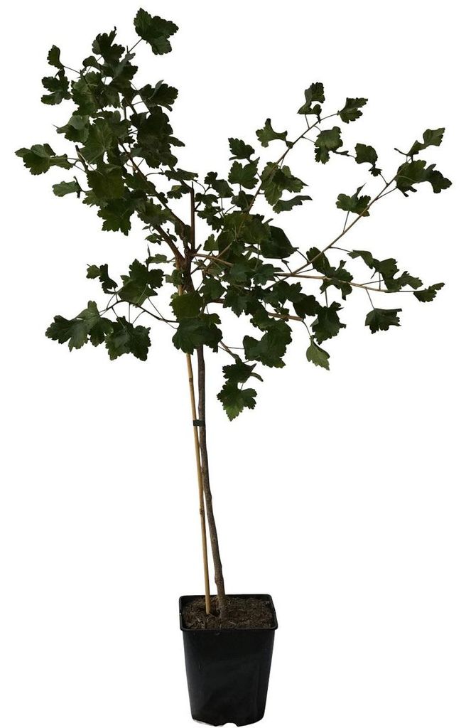 Jochelbeere Fußstamm ca. 50-60 cm Stamm Kreuzung aus Produktbild 
