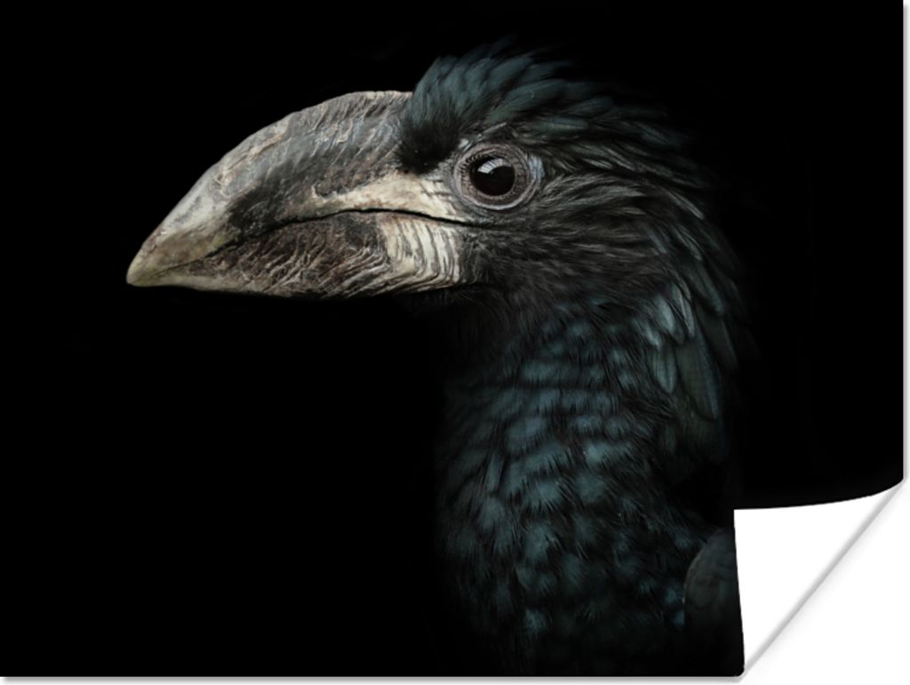 MuchoWow Poster Vogel - Porträt - Hornvogel - Schwarz - Tiere 80x60 cm - Kunst für zu Hause