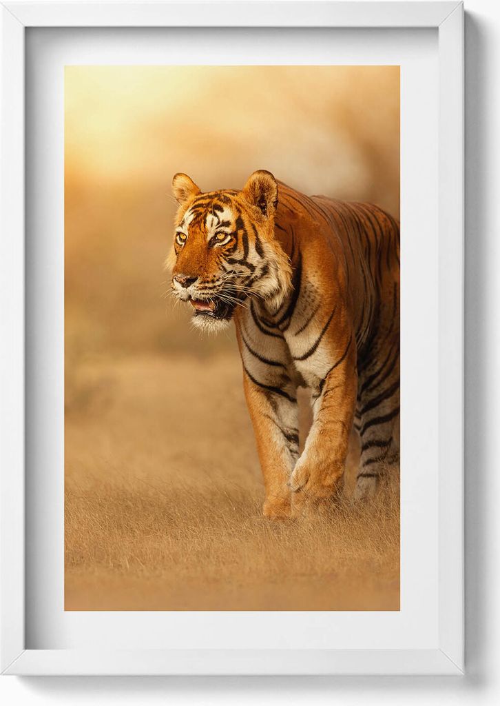Wilder Tiger auf der Jagd– Wandbild mit Rahmen – Gerahmtes Bild – Wanddekoration – 40x60 cm – Weiß