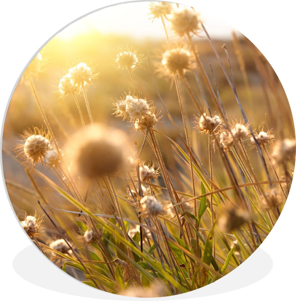 MuchoWow Rundes Wandbild - Runde Bilder Pflanzen - Natur - Blumen - Sonne - Horizont Ø 60 cm Kreis Wanddekoration Kunststoff - Wandkreis - Wands...