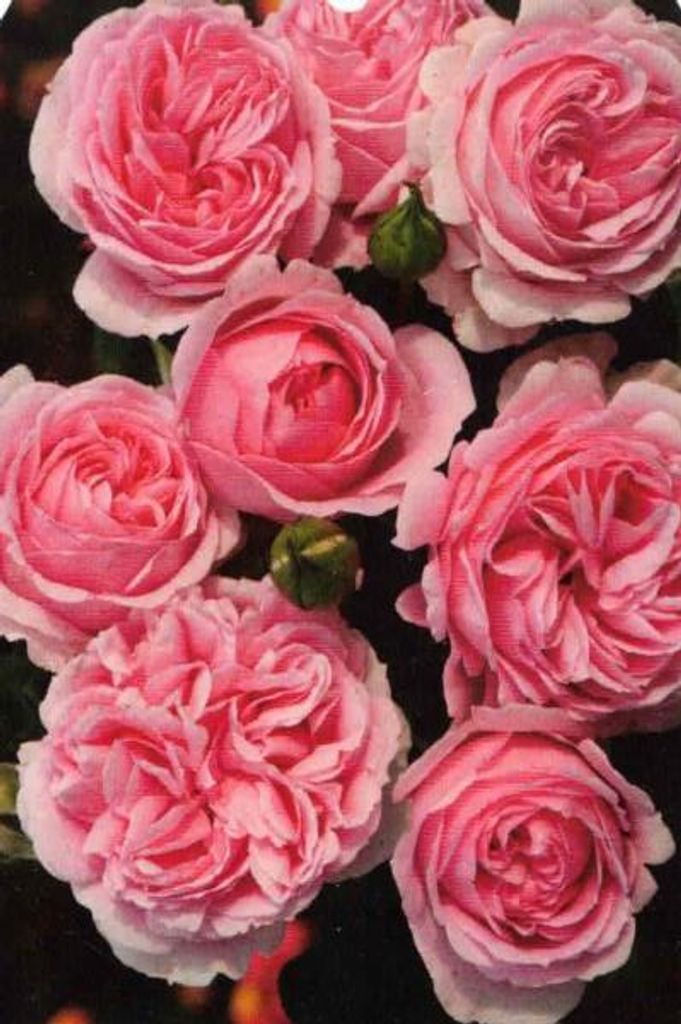 Strauchrose Wellenspiel - Duft ++ - Kordes Rosen - Märchen-Rosen