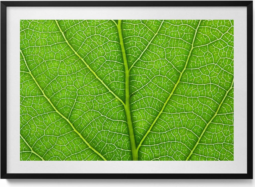 Adern eines grünen Blattes– Wandbild mit Rahmen – Gerahmtes Bild – Wanddekoration – 100x70 cm – Schwarz Rahmen