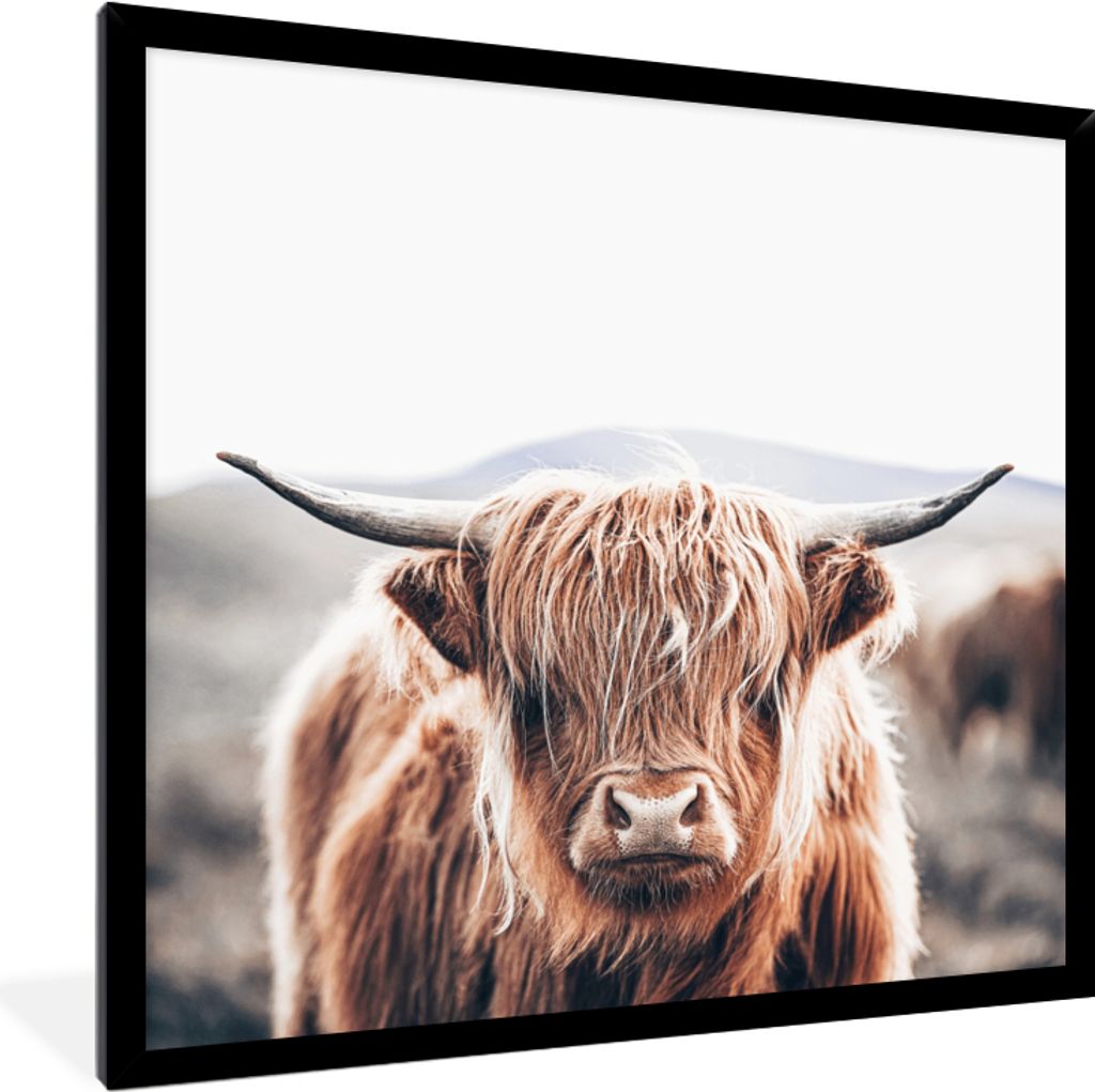 MuchoWow Gerahmtes Poster Schottischer Highlander - Berg - Hoorn 40x40 cm - Poster mit Schwarzem Bilderrahmen Wandposter Rahmen Foto Bilder - Mit...