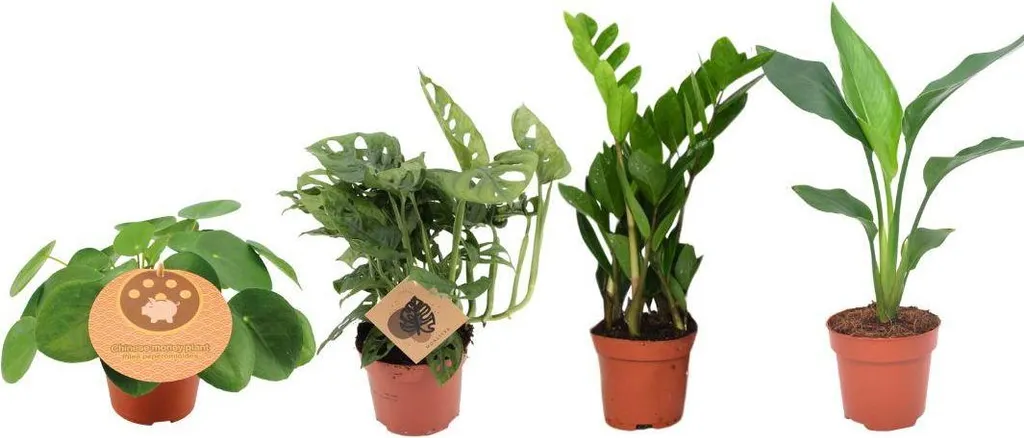Set de 4 plantes d'intérieur Monstera et Strelitzia Ø12cm pour la maison
