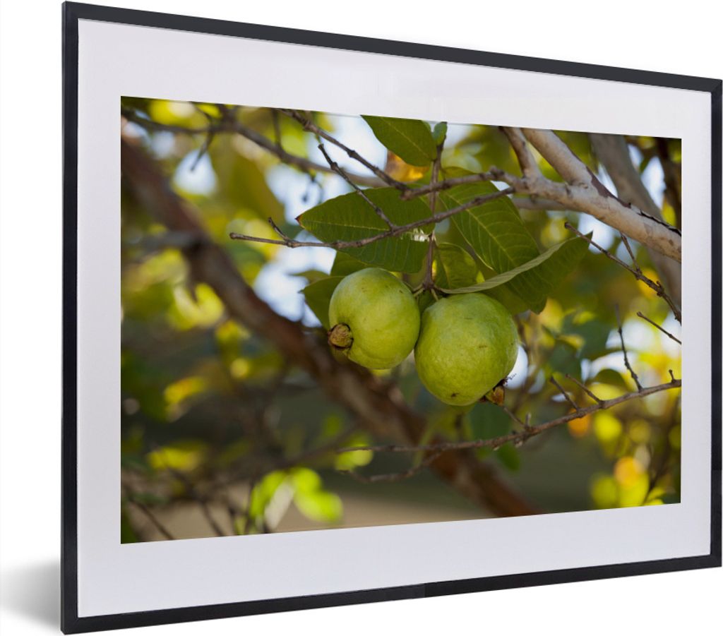 MuchoWow MuchoWow Gerahmtes Poster Nahaufnahme von Guavenbaum und Guavenfrucht 40x30 cm - Poster mit zchwarzem Bilderrahmen - Bilderrahmen - Po...