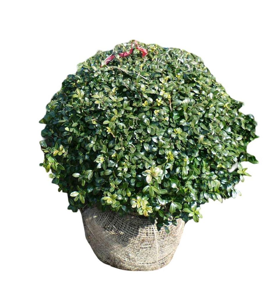 Ilex Crenata Convexa Kugeln Löffelilex Ø50-60cm (12 Stück inkl. Versand) Idealer Buchsbaum-Ersatz für den Garten