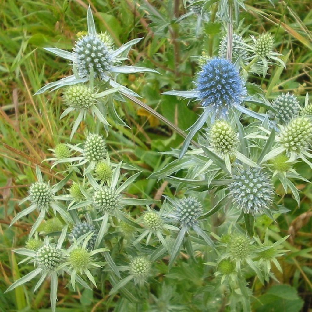 6 x Mannstreu - Eryngium planum  | Topf 9cm x 9cm Produktbild 