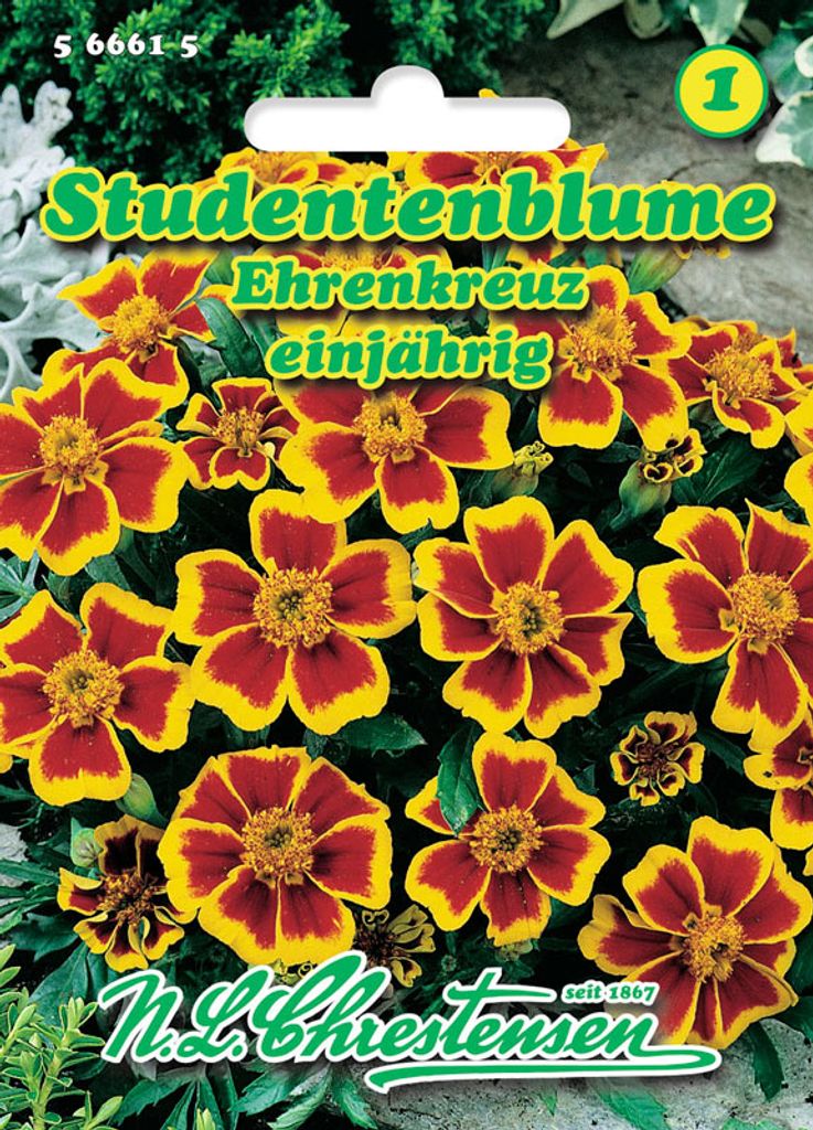 Studentenblume Ehrenkreuz | Studentenblumensamen von N.L. Chrestensen