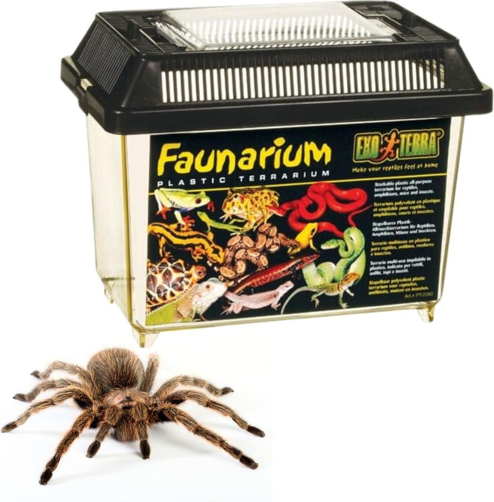 Faunarium Exo Terra 233 x 155 x 170 mm Immagine del prodotto 