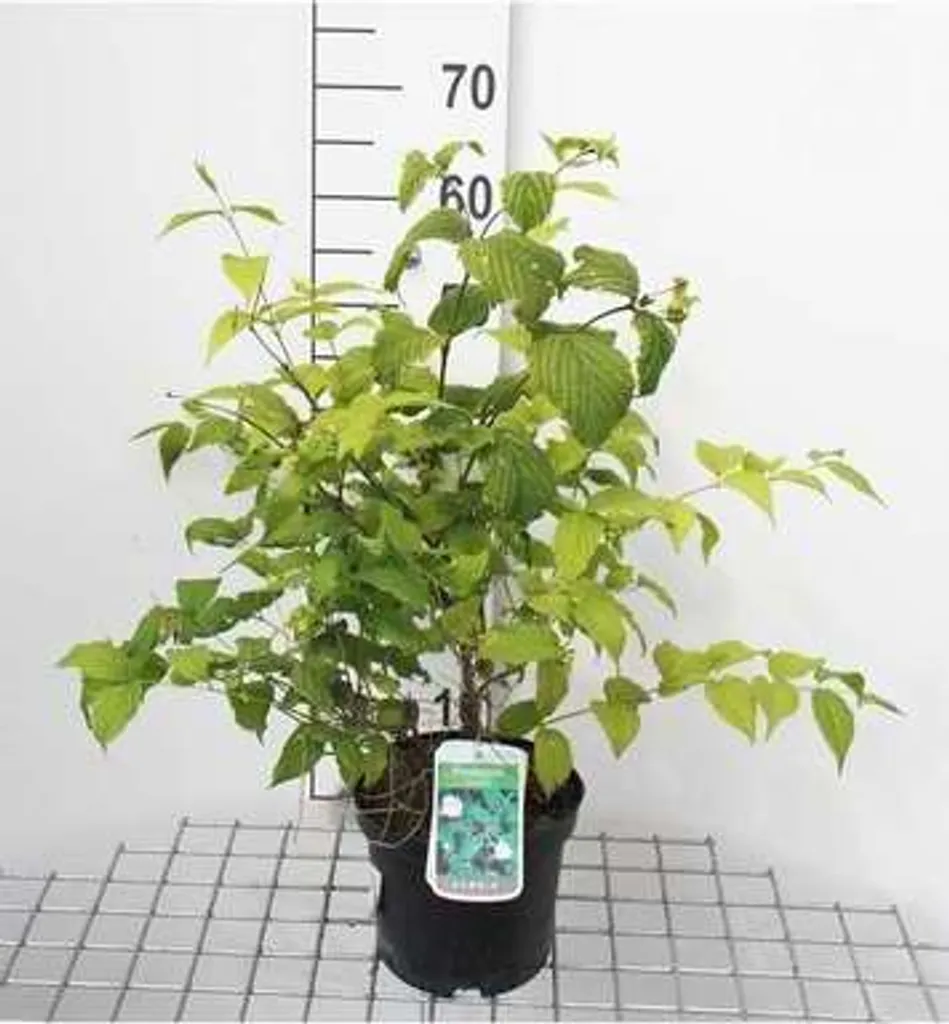 Cerisier rose blanc 30-40 cm | Idéal pour haie et jardin ombragé