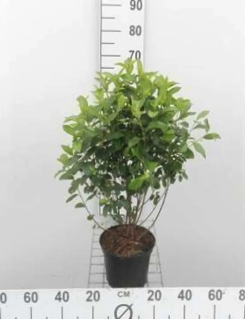 Airelle noire Aronia melanocarpa 40-60 cm plante rustique de jardin