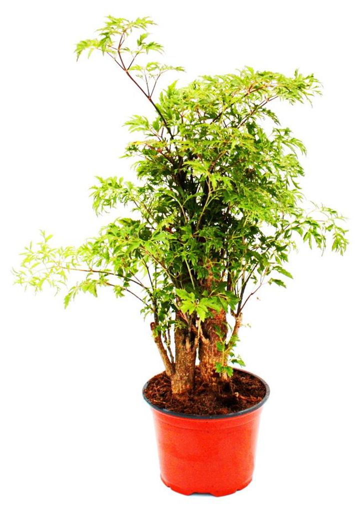 Arálie zpeřená - Polyscias fruticosa - nenáročná pokojová Obrázek produktu 