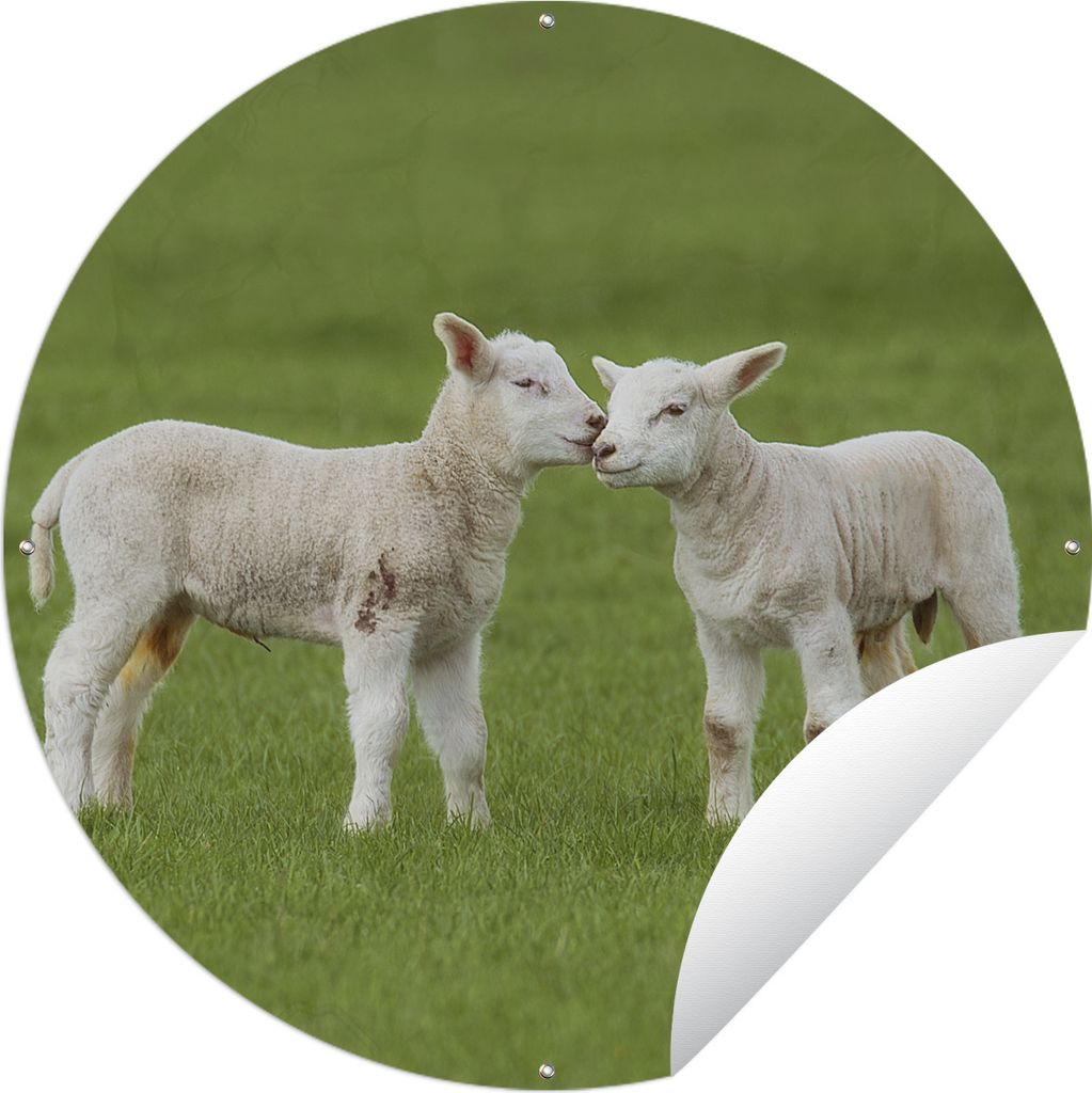 MuchoWow Gartenposter Outdoor-Poster Rund Schaf - Lamm - Bauernhof Ø 90 cm Gartendeko Rundes Poster draußen