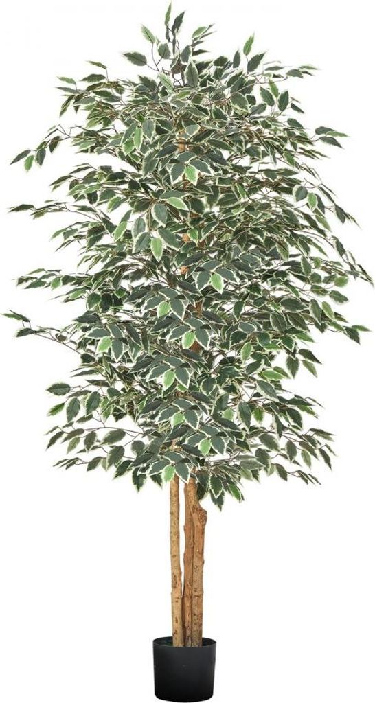 Künstlicher Ficus Baum 1829mm - Hochwertige Kunstpflanze mit schwarzem Topf - Innendeko für modernes Wohnambiente