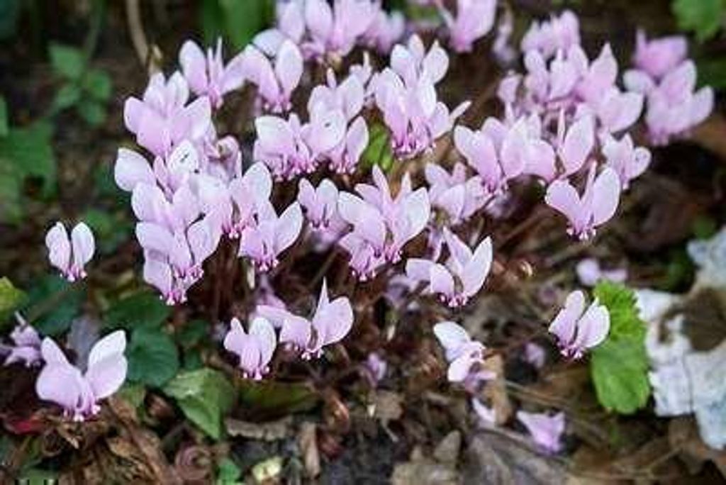 6 x Cyclamen hed. 'Rose Pearls' ( hederifolium) - Frühlings - Topf 9 x 9 cm