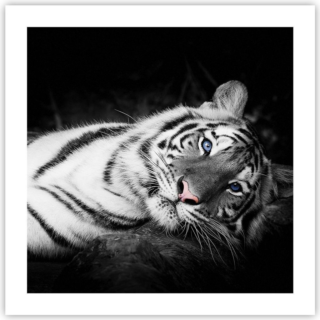 Poster - Poster ohne Rahmen - Weiß Tiger Schwarz und Weiß - Produktbild 