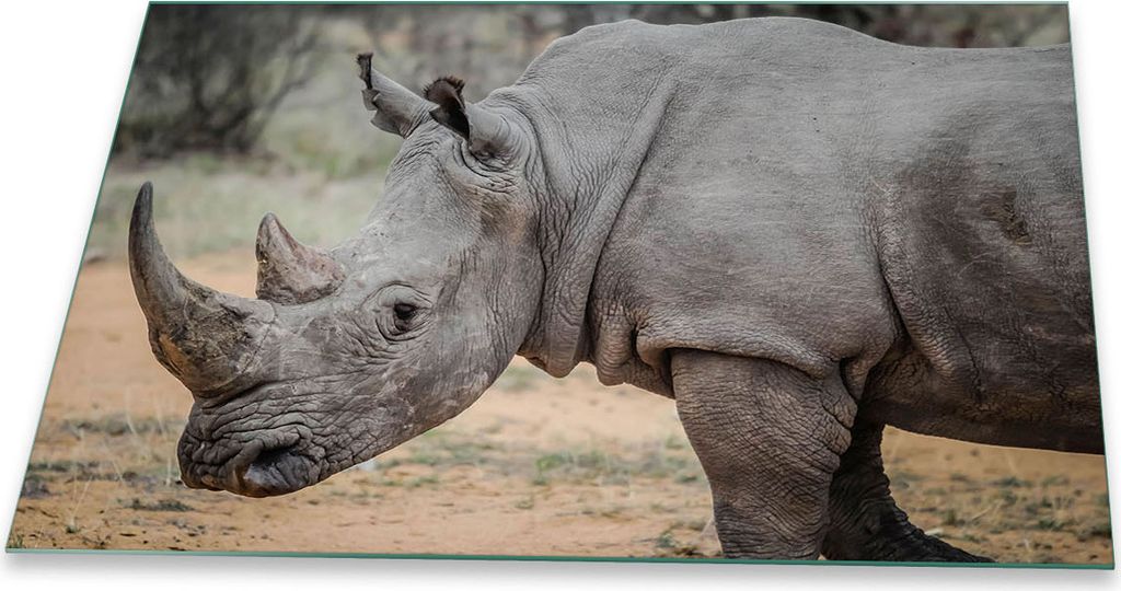 Herdabdeckplatte Glaskeramik 1 Teilig 80x52 Tiere Grau Abdeckung Glas Spritzschutz