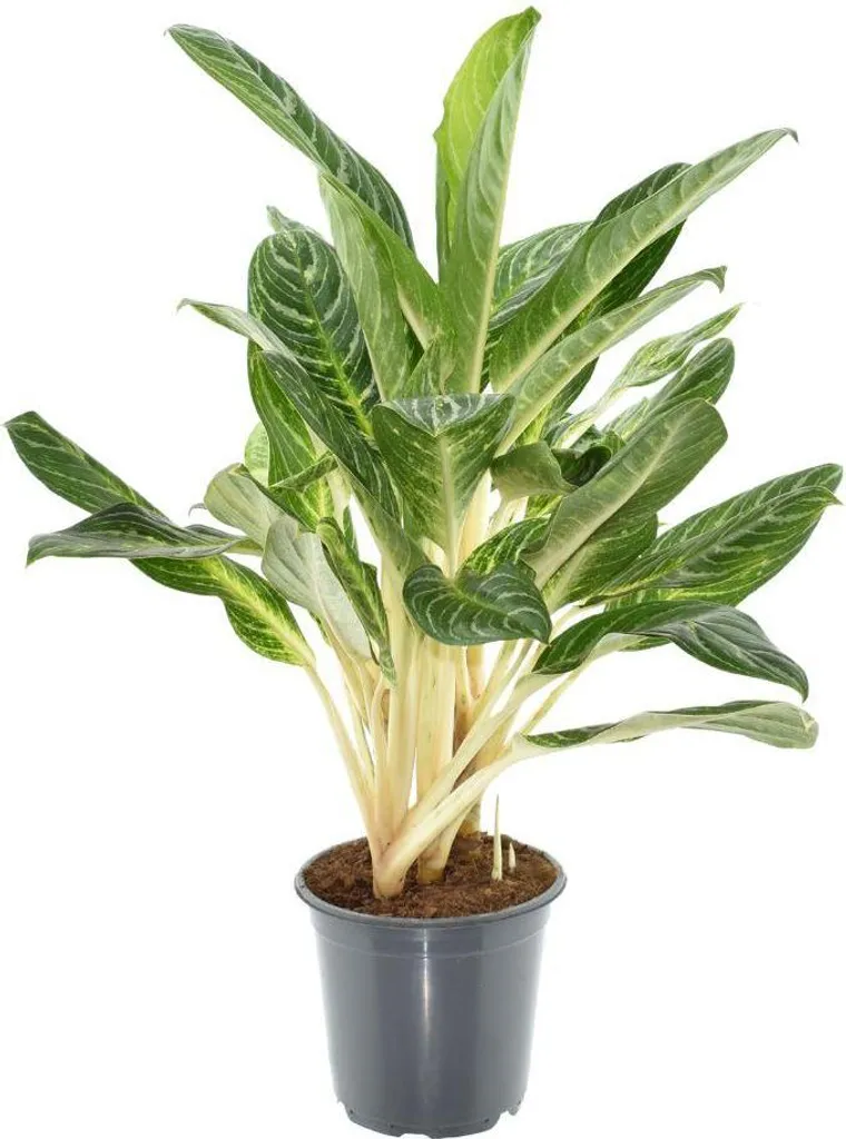 about monstera deliciosa 6-8ft Monstera Deliciosa- NYC, NJ, CT, Boston, Providence, Washington DC,  Baltimore, Philadelphia, Princeton, Long Island, and Upstate NY Local Plant