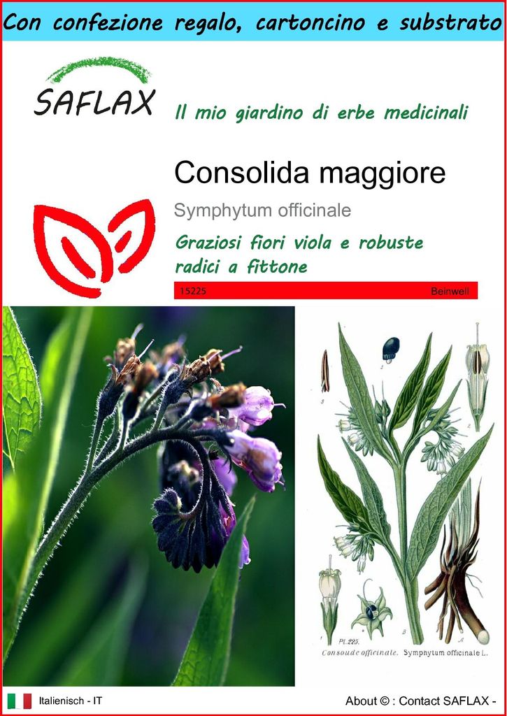 SAFLAX Set regalo - Consolida maggiore - 15 semi - Immagine del prodotto 