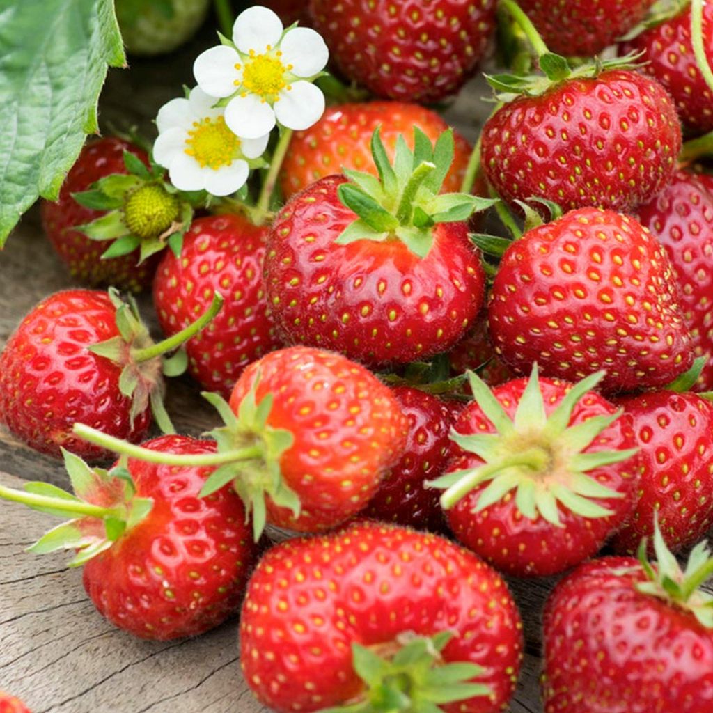 Fragaria x ananassa Jungpflanze Erdbeere Mittelspät Polka 1 St.