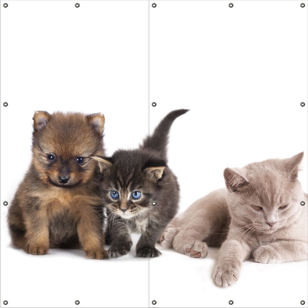Wallario Outdoor-Poster für Garten oder Balkon, Motiv Hundewelpen und Katzenjunge, in ca. 180 x 180 cm