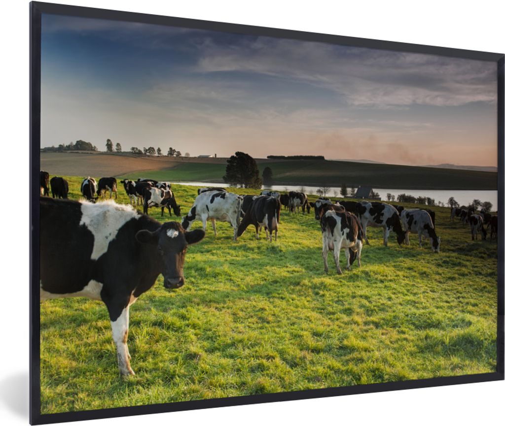 MuchoWow MuchoWow Gerahmtes Poster Kuh - Gras - Sonnenuntergang 60x40 cm - Poster mit zchwarzem Bilderrahmen - Printing - Wanddeko Schlafzimmer