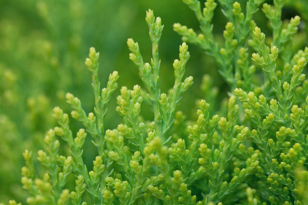 Thuja orientalis 'Aurea Nana', Lebensbaum, goldgelb, 20–25 cm