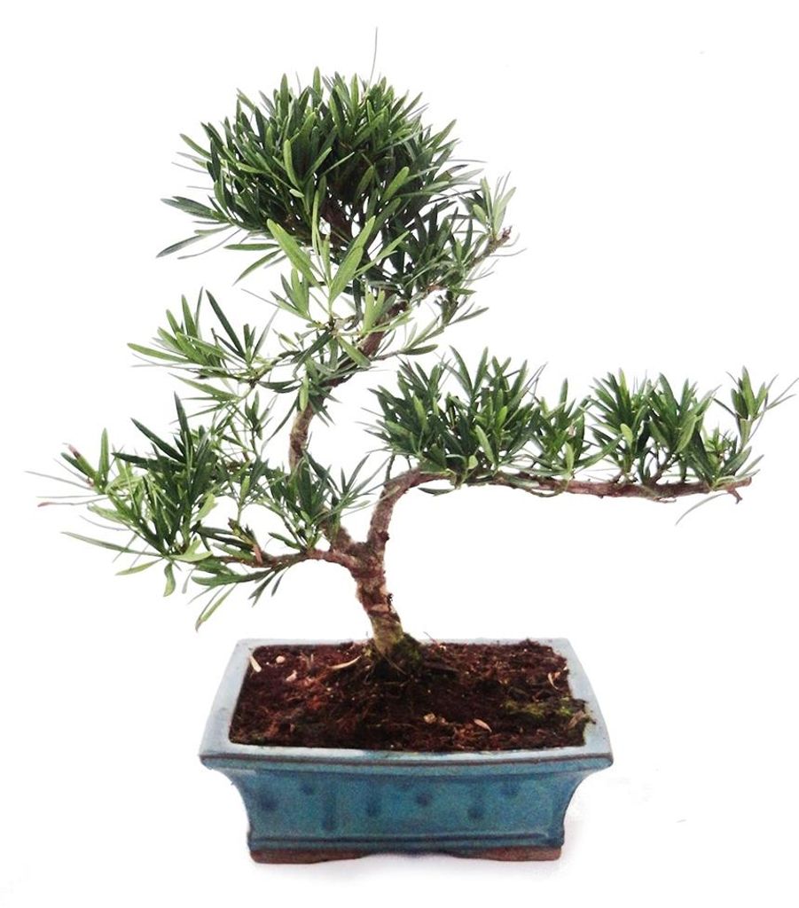 Zewnętrzne bonsai Podocarpus - Stone Yew 20cm Zdjęcie produktu 