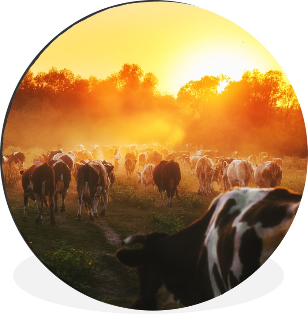 MuchoWow Aluminium Wandkreis Kühe - Sonnenuntergang - Wiese - Tiere Ø 60 cm Wanddeko Modern Wohnzimmer - Wand Kreis - Wandbild - Schlafzimmer -...