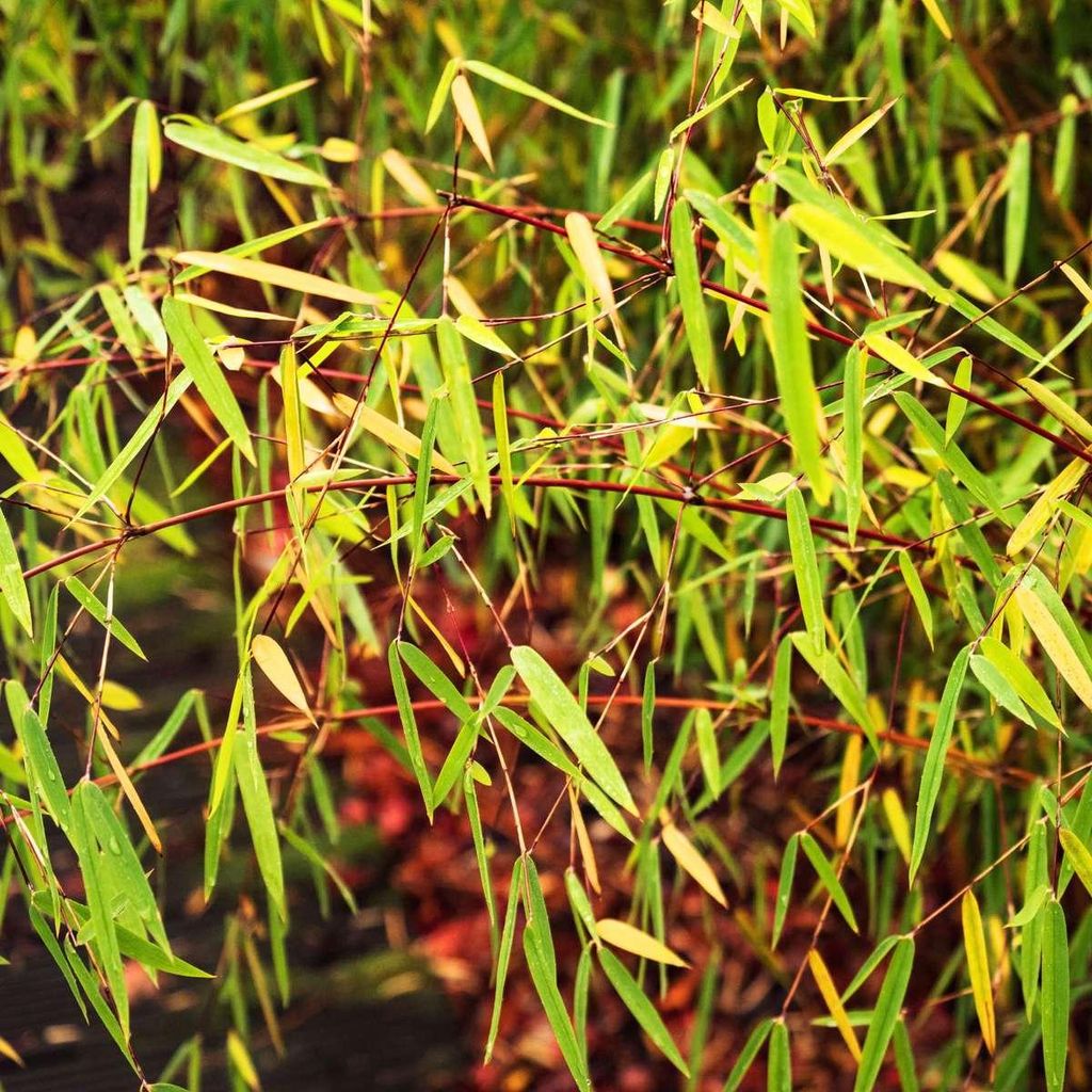 cactus jack shirt Cactus Jack T-Shirt 100% Cotton S main image 0