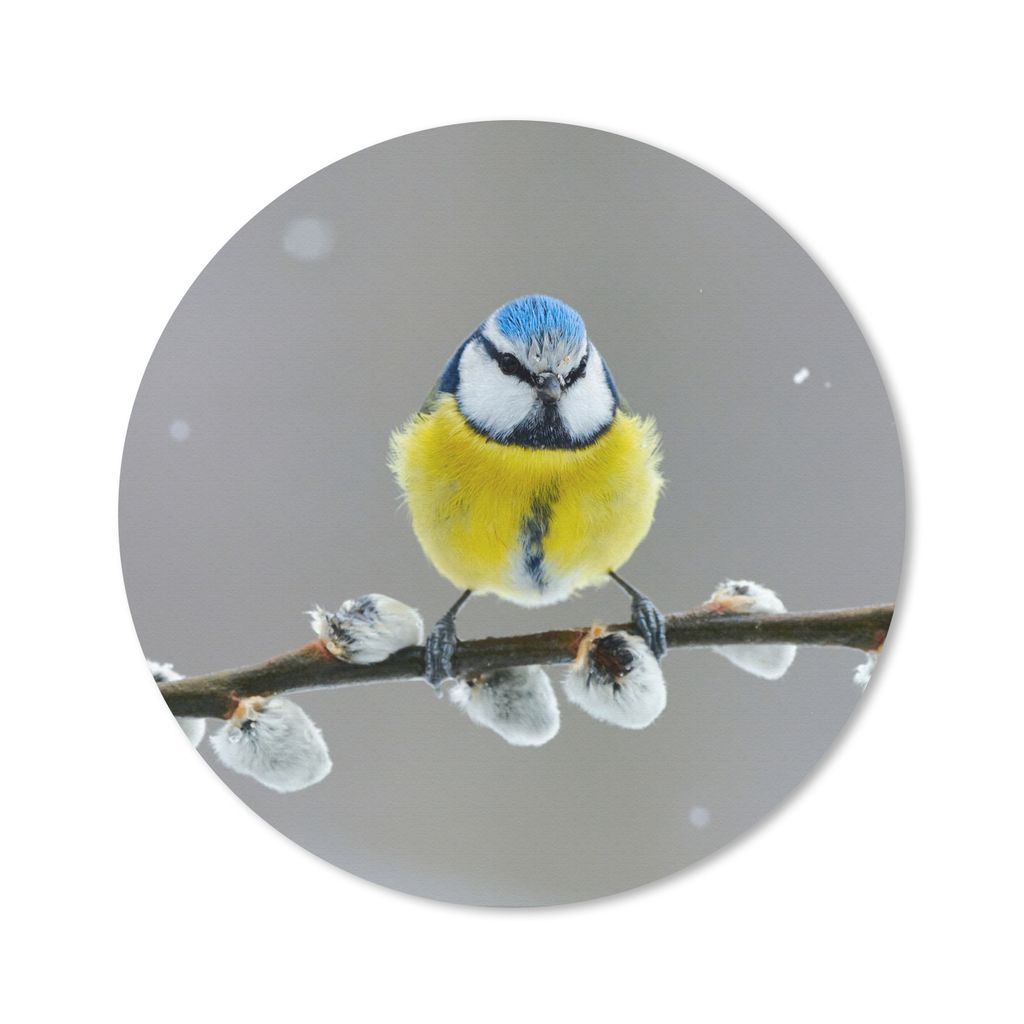 MuchoWow Mauspad Mousepad Blaumeise - Vogel - Zweig - Gelb - Blau 30x30 cm - Mousepads - Maus Mat - Pad - Mausunterlage - Tischunterlage - Schrei...