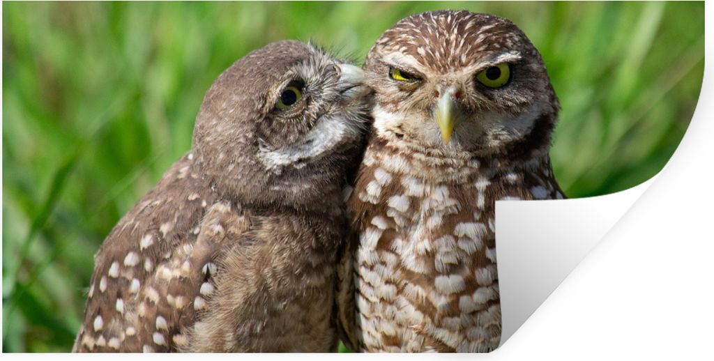 MuchoWow Wandtattoo Wandsticker Wandaufkleber Eulen - Vögel - Gras 80x40 cm Selbstklebend und Repositionierbar - Aufkleber