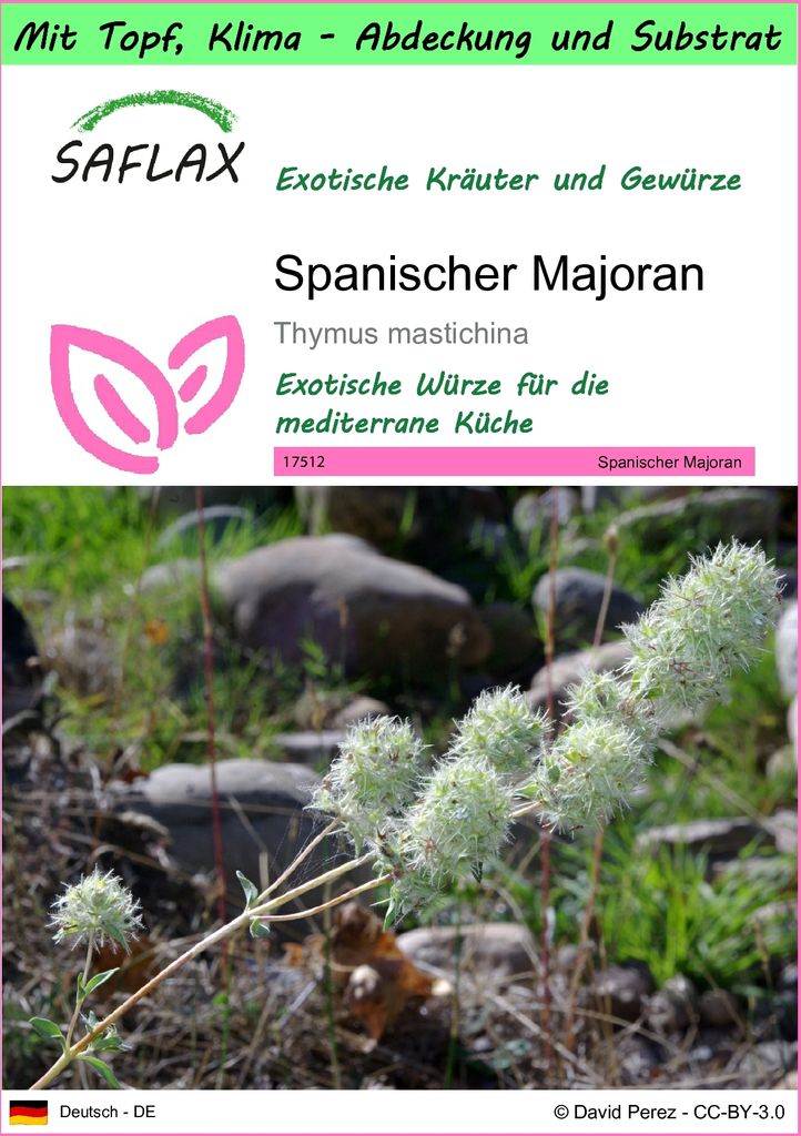 SAFLAX Garden to go - Spanischer Majoran - Thymus mastichina - 250 Samen - Mit Topf, Klima - Deckel und Anzuchtsubstrat