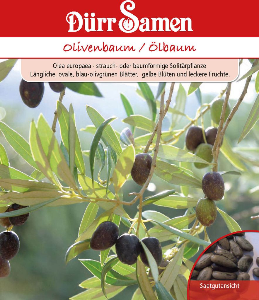 Olivenbaum | Olivenbaumsamen von Dürr Samen