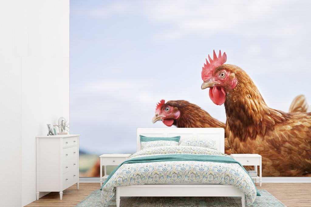 MuchoWow Fototapete für Wohnzimmer oder Schlafzimmer Wandtapete Vinyl Motivtapete Nahaufnahme von zwei Hühnern - 385x280 cm - Wallpaper