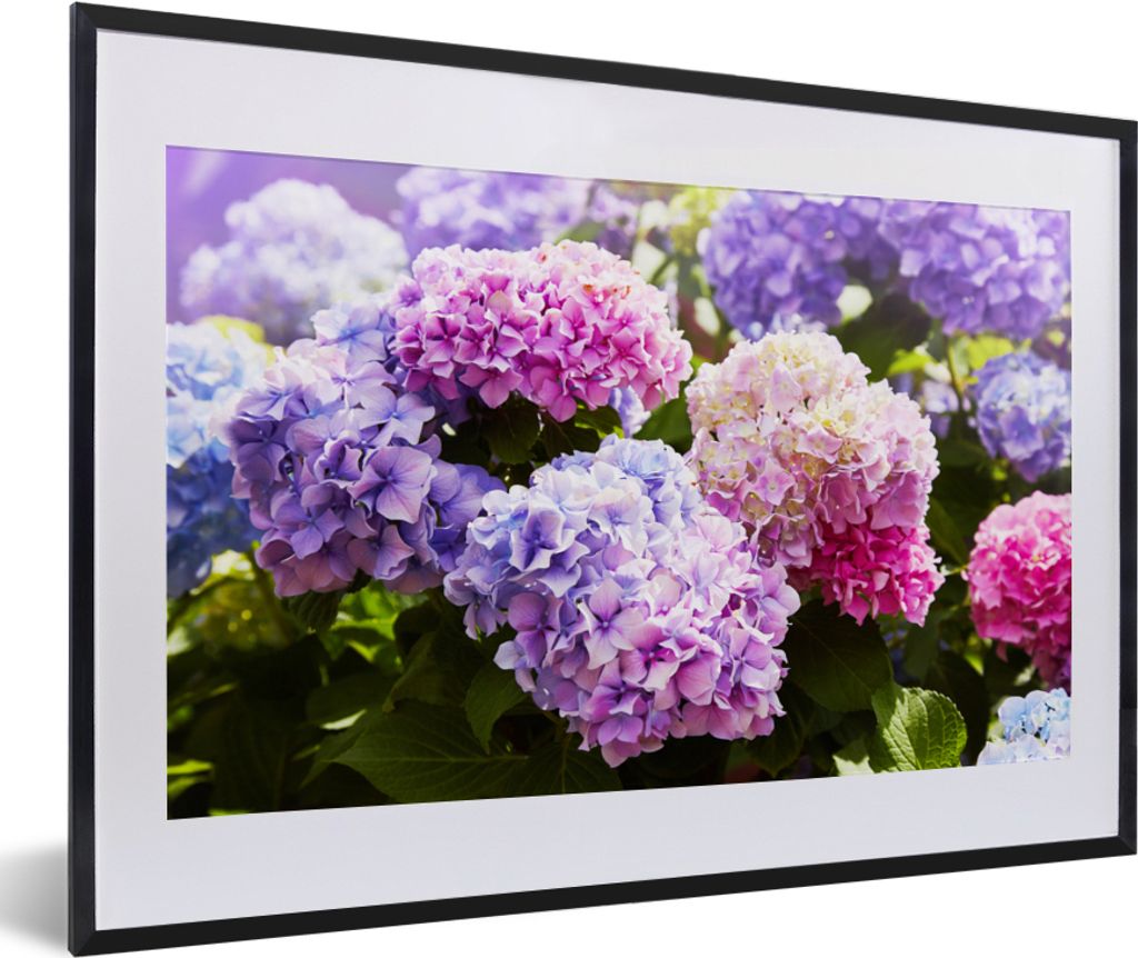 MuchoWow Gerahmtes Poster Blumen - Hortensie - Rosa - Blätter - Sonne 60x40 cm - Poster mit Schwarzem Bilderrahmen Wandposter Rahmen Foto Bilder...