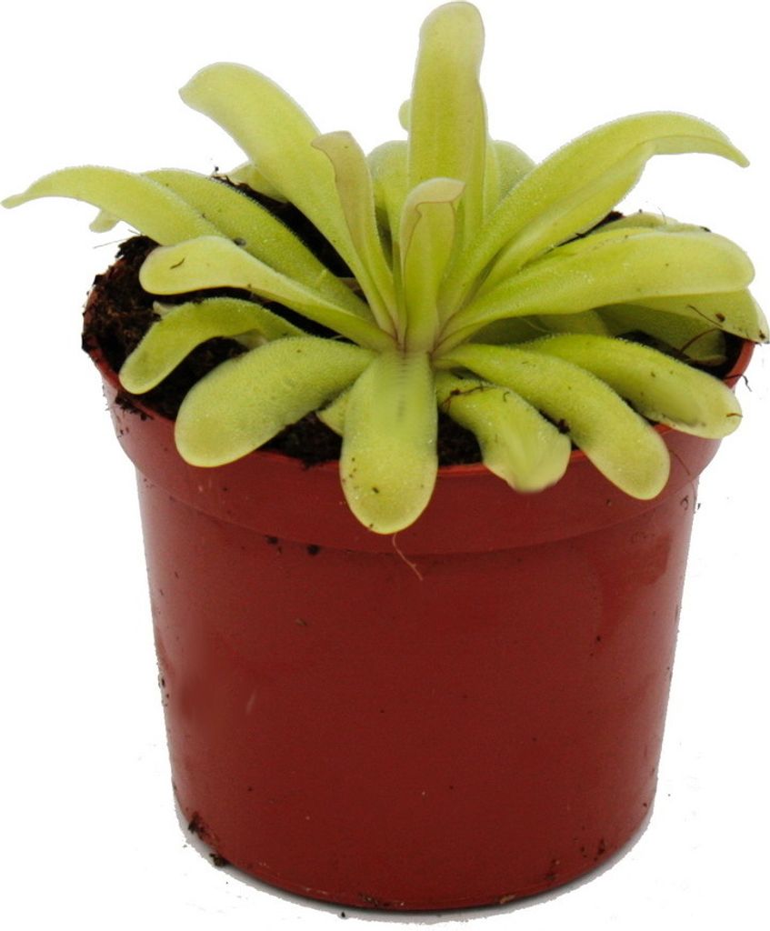Fleischfressende Pflanze - Zierliches Fettkraut - Pinguicula "Anna" - 9cm Topf
