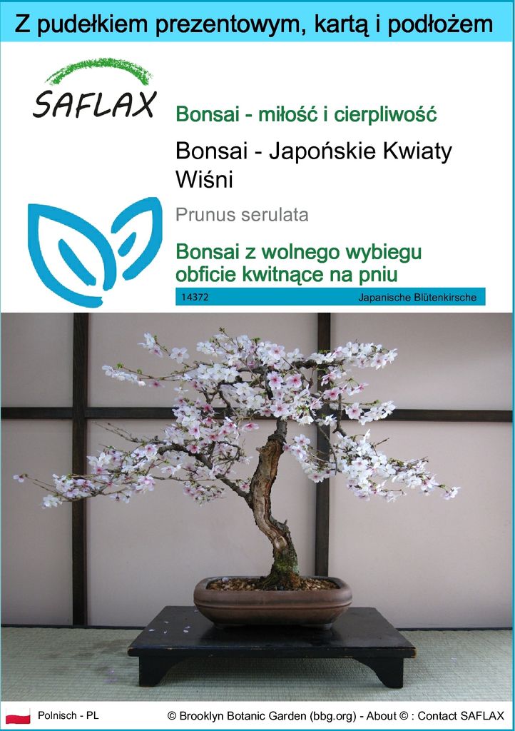SAFLAX - Zestaw prezentowy - Bonsai - Japońskie Kwiaty Zdjęcie produktu 
