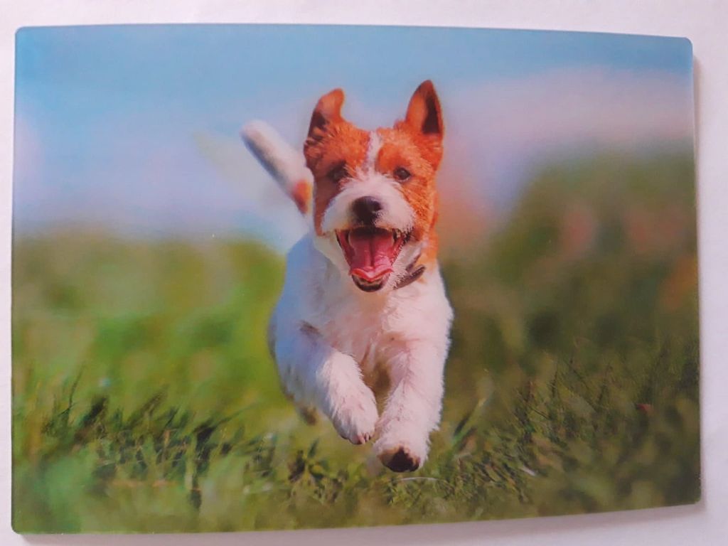 3 D Ansichtskarte Jack Russell Terrier, springend, Postkarte Wackelkarte Hologrammkarte Hund