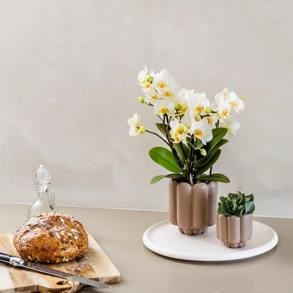 Petit Cache-pot Orchidées Céramique Sable - Rétro Ø 9cm d'intérieur