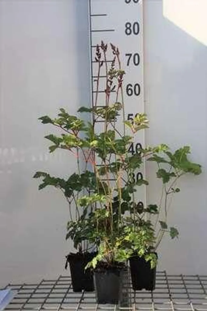 6 Astilbes Superba pour Fleurir un Coin d'Ombre ou une Bordure de Bassin