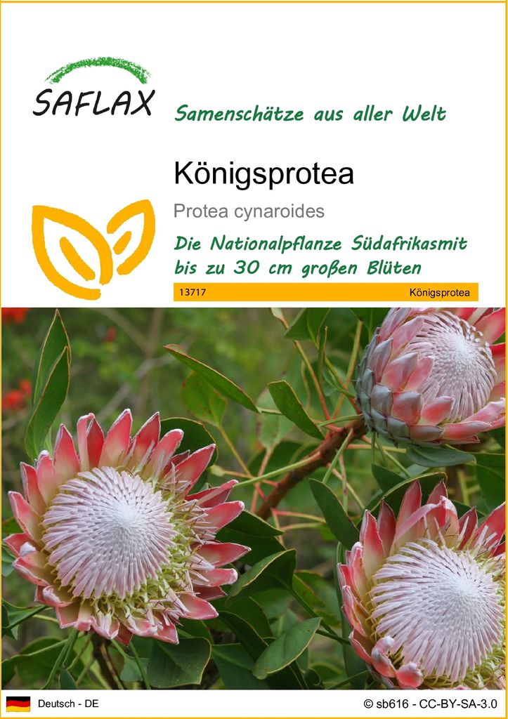 SAFLAX - Königsprotea - Protea cynaroides - 5 Samen Produktbild 